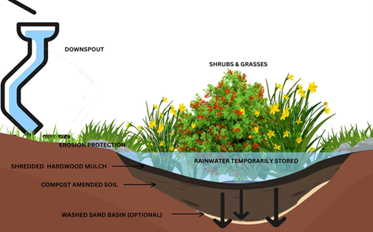 Cross-sectional illustration of a rain garden. Water flows from a downspout into a basin with shrubs and grasses, layered with mulch, soil, and sand for filtration.